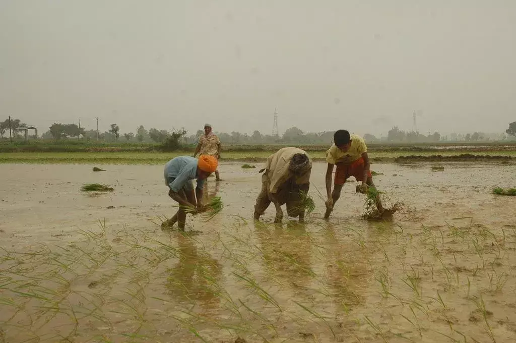 पिछले वर्ष की तुलना में इस बार खरीफ फसलों के तहत लगभग 59 लाख हेक्टेयर से अधिक क्षेत्रों में बुवाई हुई पिछले वर्ष की तुलना में इस बार खरीफ फसलों के तहत लगभग 59 लाख हेक्टेयर से अधिक क्षेत्रों में बुवाई हुई