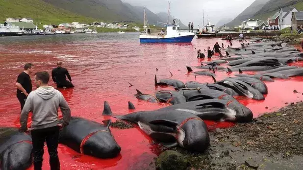 90 व्हेल की मौत के बाद ऑस्ट्रेलिया में 180 फंसे व्हेल को बचाने के लिए बचाव अभियान जारी है