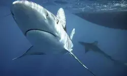 कोरोना वायरस की वैक्सीन के लिए मार दी जाएंगी 5 लाख शार्क?