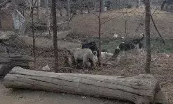झांसी गौवंश की मौत पर मचा हड़कम्प