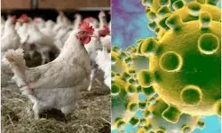 देश के कुछ राज्यों बर्ड फ्लू के मामले सामने आने के बाद झारखंड में भी अलर्ट जारी