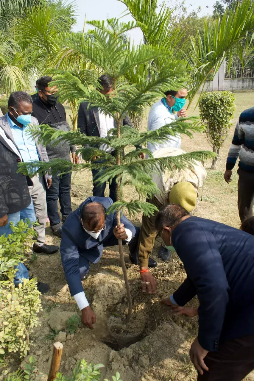 पौधरोपण कर बीबीएयू ने मनाया 25वां स्थापना दिवस