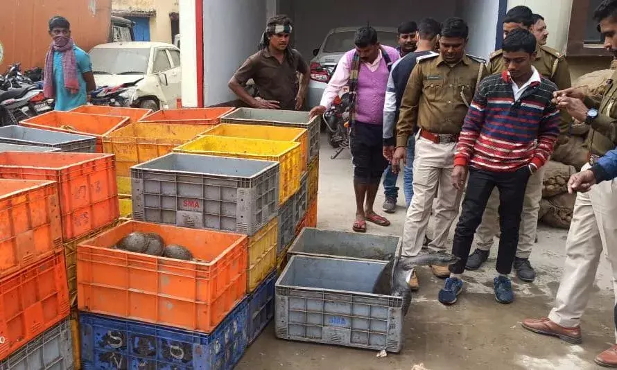यूपी-बिहार की सीमा पर पुलिस के एक संयुक्त ऑपरेशन में लखनऊ से कोलकाता भेजे जा रहे 1946 कछुए बरामद किए यूपी-बिहार की सीमा पर पुलिस के एक संयुक्त ऑपरेशन में लखनऊ से कोलकाता भेजे जा रहे 1946 कछुए बरामद किए