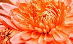 Bachpan Express Monthly Photography Competition: A photograph by Vijay Laxmi Raj