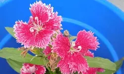 Bachpan Express Monthly Photography Competition: A photograph by Aradhana Gautam