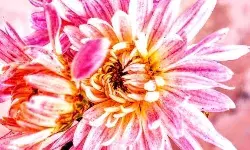 Bachpan Express Monthly Photography Competition: A photograph by Vijay Laxmi Raj