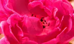 Bachpan Express Monthly Photography Competition: A photograph by Vijay Laxmi Raj