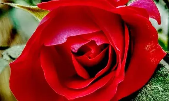 Bachpan Express Monthly Photography Competition: A photograph by Vijay Raj Laxmi