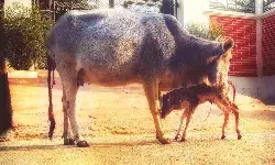 Bachpan Express Photography Competition:  Mother