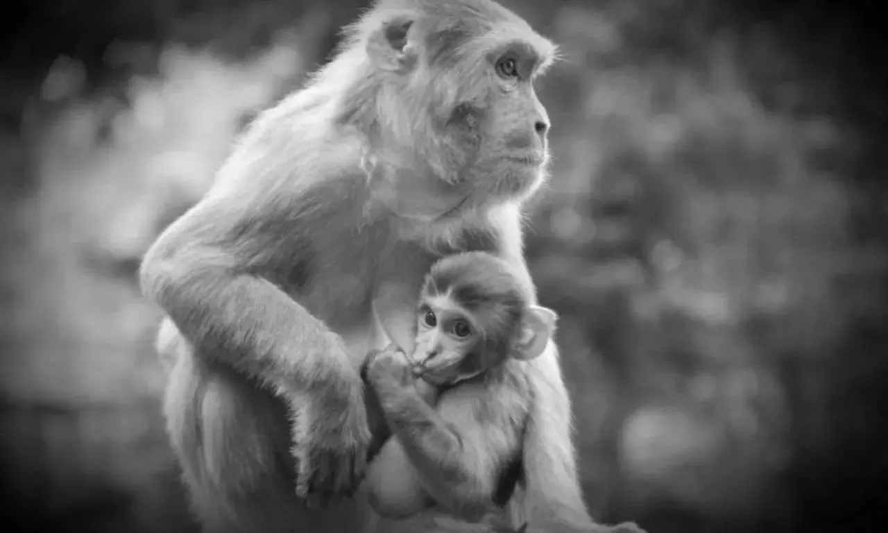 Bachpan Express Monthly Photography Competition: Mother