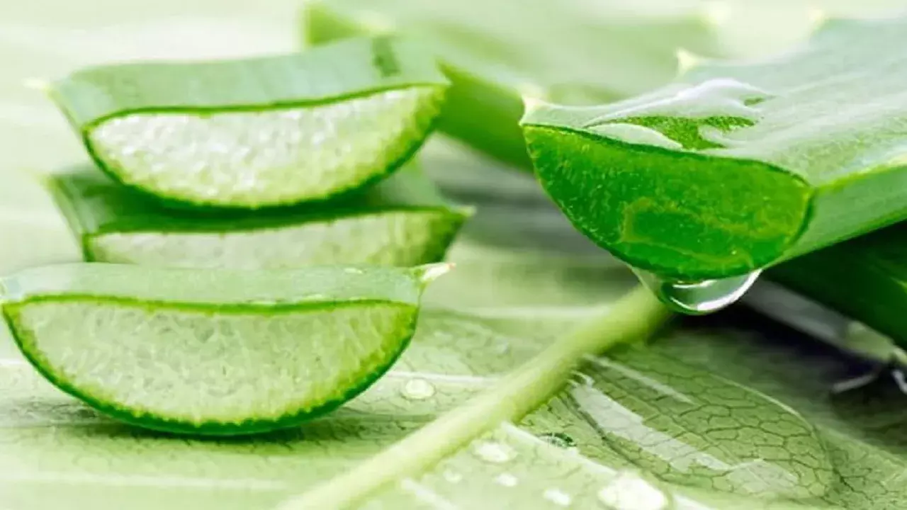 चेहरे के लिए वरदान है एलोवेरा, फायदे जानकर हो जाएंगे हैरान....