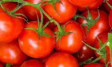 टमाटर का अत्यधिक प्रयोग करना भी स्वास्थ्य के लिए हानिकारक है... टमाटर का अत्यधिक प्रयोग करना भी स्वास्थ्य के लिए हानिकारक है...