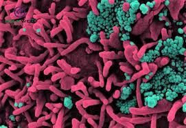 कोविड-19 के बाद ब्लैक फंगस ने दी उत्तर प्रदेश में दस्तक योगी सरकार ने बनाई रणनीति....