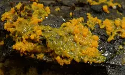 ब्लैक और व्‍हाइट के बाद अब सामने आया येलो फंगस, जाने क्या हैं इसके लक्षण.....