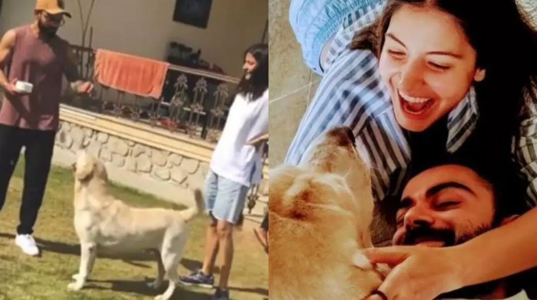 विरुष्का ने दिखाया एक बार फिर जानवरों के प्रति अपना प्रेम, शेयर किया वीडियो