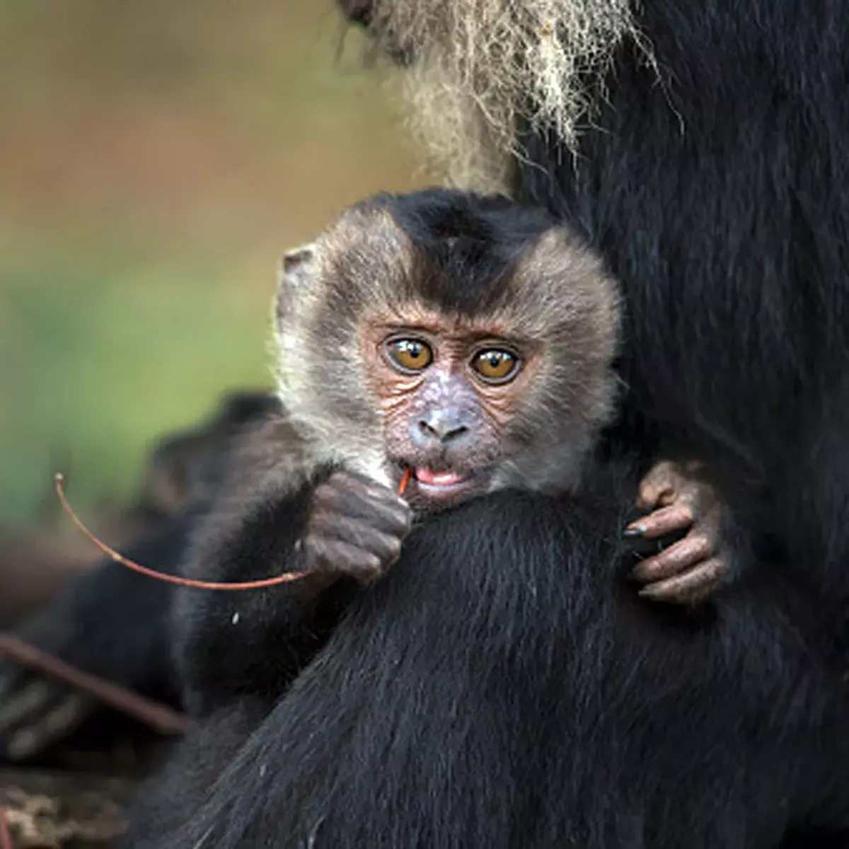 कोरोना महामारी के बीच टूटा नया वायरस का कहर, मंकी बी वायरस से संक्रमित चीनी पशु चिकित्सक की मौत कोरोना महामारी के बीच टूटा नया वायरस का कहर, मंकी बी वायरस से संक्रमित चीनी पशु चिकित्सक की मौत