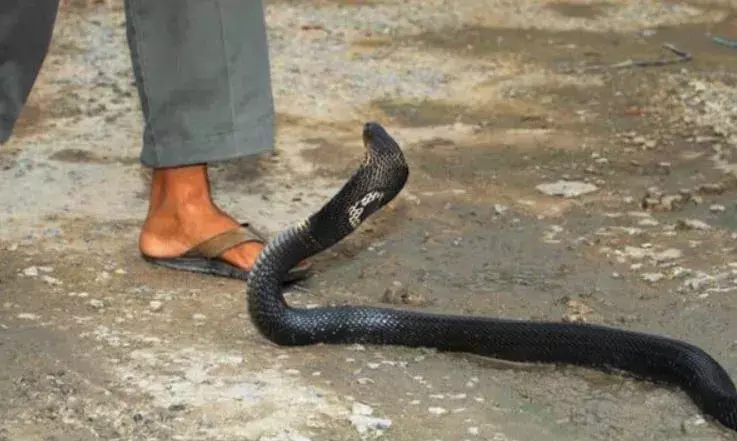 सांप के काटने से दो मासूम सगी बहनों की मौत सांप के काटने से दो मासूम सगी बहनों की मौत