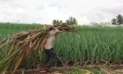 рд╕рд░рдХрд╛рд░ рдиреЗ рдмрдврд╝рд╛рдпрд╛ рдЧрдиреНрдиреЗ рдХрд╛ рджрд╛рдо, рдХрд┐рд╕рд╛рдиреЛрдВ рдХреЛ рдЬрд╛рдирд┐рдП рдХрд┐рддрдирд╛ рд╣реЛрдЧрд╛ рдлрд╛рдпрджрд╛ рд╕рд░рдХрд╛рд░ рдиреЗ рдмрдврд╝рд╛рдпрд╛ рдЧрдиреНрдиреЗ рдХрд╛ рджрд╛рдо, рдХрд┐рд╕рд╛рдиреЛрдВ рдХреЛ рдЬрд╛рдирд┐рдП рдХрд┐рддрдирд╛ рд╣реЛрдЧрд╛ рдлрд╛рдпрджрд╛