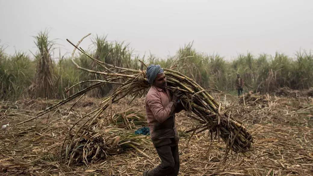 यूपी के गन्ना किसानों का मूल्य बढ़ाएगी योगी सरकार यूपी के गन्ना किसानों का मूल्य बढ़ाएगी योगी सरकार