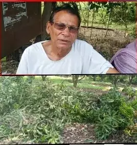 बाग मालिक की जानकारी बगैर चला हरे आम के पेडो पर आरा बाग मालिक की जानकारी बगैर चला हरे आम के पेडो पर आरा