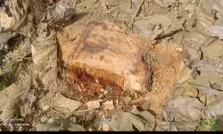 बिना अनुमति के काट डाले गए हरे भरे सागौन के पेड़