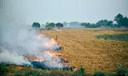 फसल अवशेष जलाने से होने वाले नुकसान के बारे में किसानों को किया जाए जागरूक........डीएम फसल अवशेष जलाने से होने वाले नुकसान के बारे में किसानों को किया जाए जागरूक........डीएम