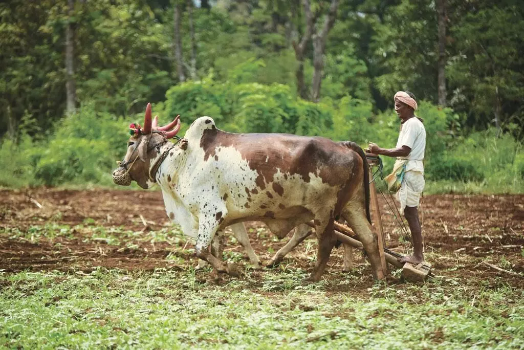 जैविक कृषि व गौ पालन के लिये गांव - गांव जनजागरूकता की जरूरत - मीनाक्षी मिश्रा