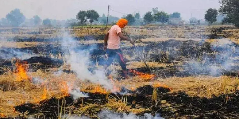 पराली जलाएं नहीं, जैविक खाद के रूप में कर लें उपयोग पराली जलाएं नहीं, जैविक खाद के रूप में कर लें उपयोग