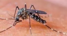 मच्छरों के आतंक से क्षेत्रवासी परेशान  शासन प्रशासन बेखर