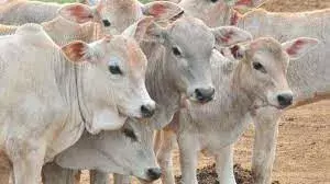गौमाता की सेवा में योगी आदित्यनाथ सरकार: गायों के लिए एम्बुलेंस सेवा शुरू करने के लिए उत्तर प्रदेश तैयार