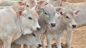 गौमाता की सेवा में योगी आदित्यनाथ सरकार: गायों के लिए एम्बुलेंस सेवा शुरू करने के लिए उत्तर प्रदेश तैयार
