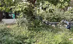 झाड़ियों में गुम हो गई पंचवटी कायाकल्प की रंगत उड़ी