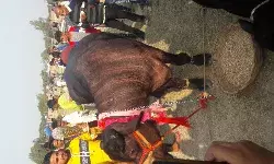 सपना चौधरी नाम की भैंस ने जीता 21000 का इनाम