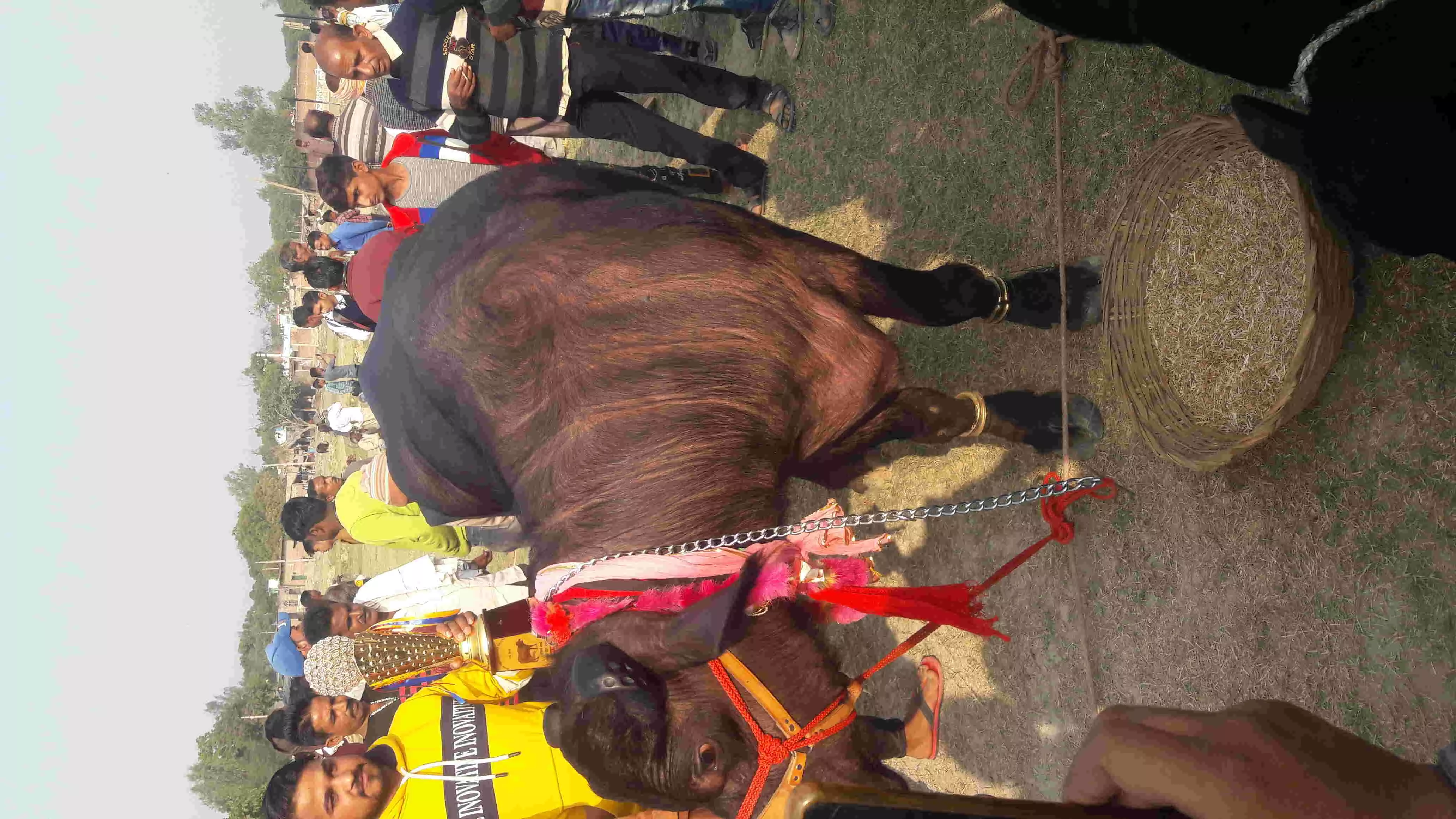 सपना चौधरी नाम की भैंस ने जीता 21000 का इनाम सपना चौधरी नाम की भैंस ने जीता 21000 का इनाम