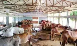 पशुपालन में मददगार बनेगा केसीसी कैम्प लगाकर भराए जा रहे फार्म