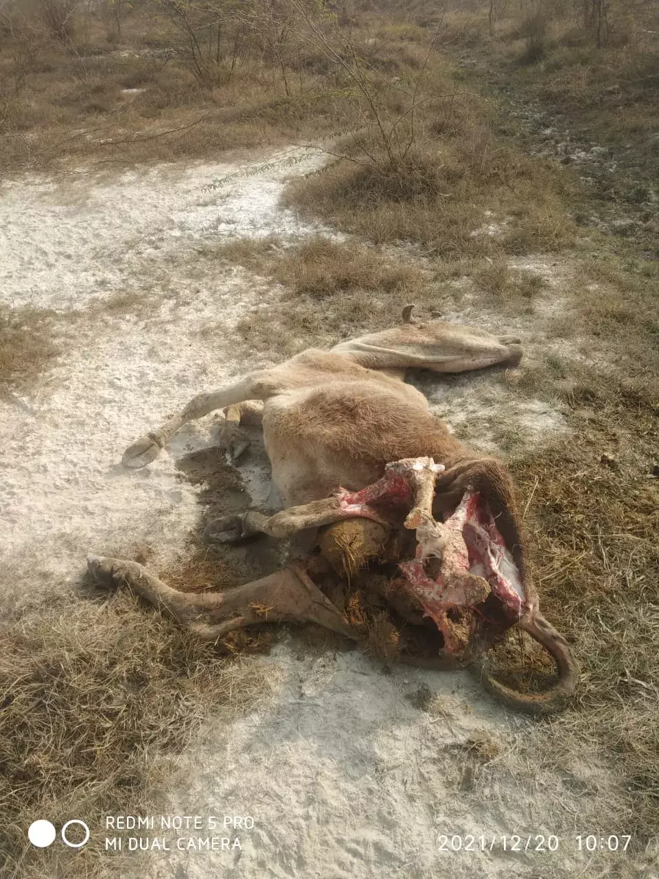 निराश्रित एवं बेसहारा गौवंशों की कब्रगाह बनी लौली गौशाला