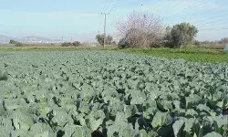 खेती मे कीट और उर्वरक प्रबंधन से आमदनी बढाए किसान -डॉ  आर के आनन्द