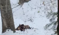 LOC पर भारत में घुस रहा पाक सैनिक ढेर, भारतीय जवानों ने गोलियों से भूना LOC पर भारत में घुस रहा पाक सैनिक ढेर, भारतीय जवानों ने गोलियों से भूना