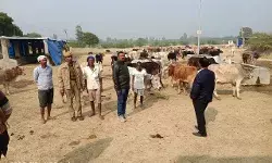 गौशाला नबीपनाह का किया निरीक्षण