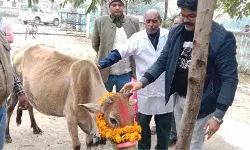 सर्दियों में पशुओं की करें उचित देखभालः डा. पालीवाल