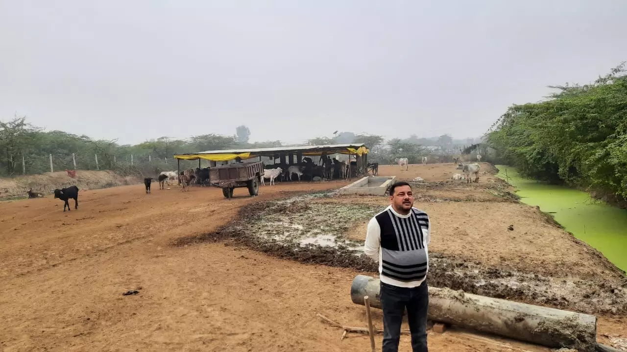 अधिकारियों की लापरवाही के चलते, सरोजनी नगर की गौशालाओं की व्यवस्था चौपट