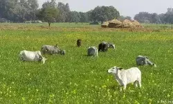 छुट्टा जानवरो से किसान हलकन