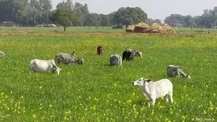 छुट्टा जानवरो से किसान हलकन