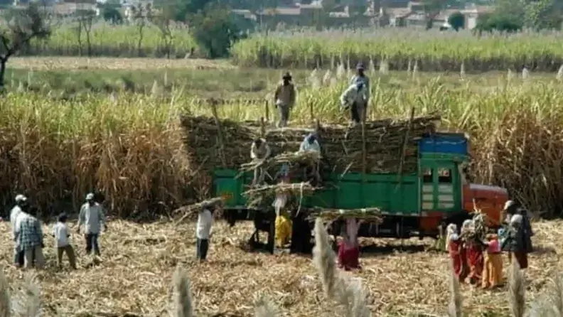 *पश्चिमी उत्तरप्रदेश गन्ना घोल रहा है किसानों के बीच मिठास*