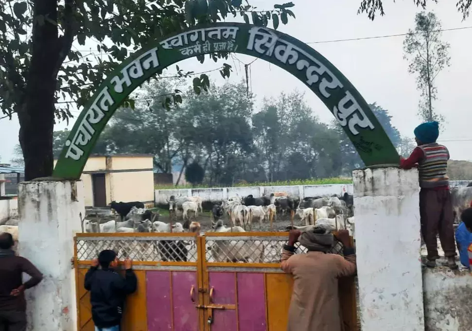 बेसहारा गोवंशों को ग्रामीणों ने किया पंचायत भवन में बंद।