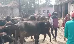 सरकारी रास्ते की जमीन पर चल रही है चल रही, अवैध डेयरी