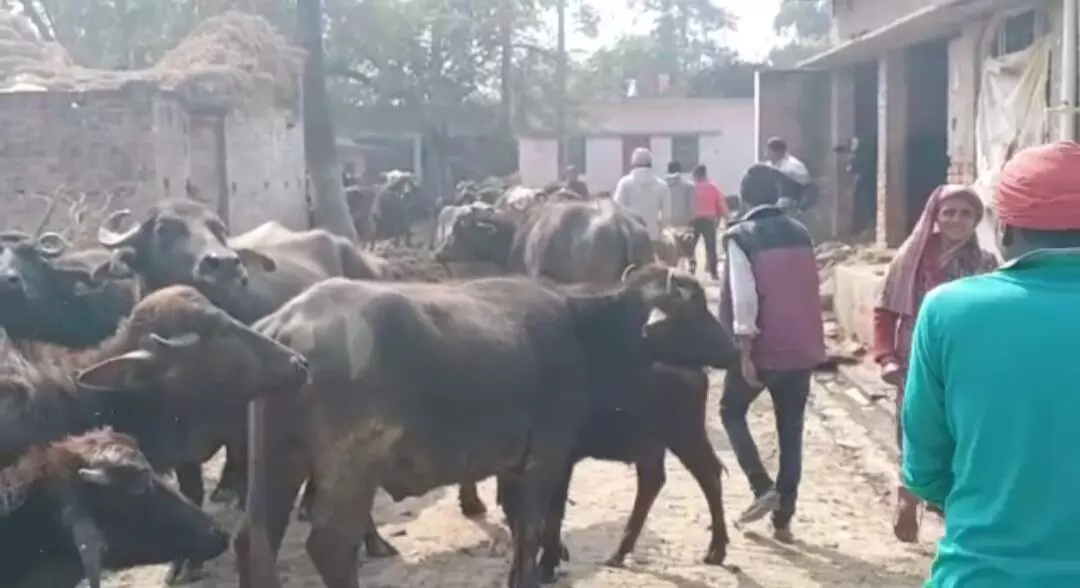 सरकारी रास्ते की जमीन पर चल रही है चल रही, अवैध डेयरी सरकारी रास्ते की जमीन पर चल रही है चल रही, अवैध डेयरी