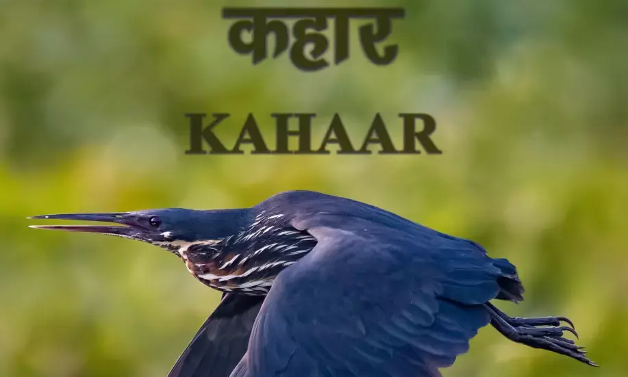 कहार बहुभाषी शोध पत्रिका के अगले अंक (जनवरी - मार्च 2022) के लिए अपना शोध पत्र हमें bachpanexpress@gmail.com पर भेज सकते है