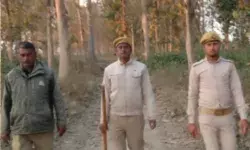 आबादी में दिखा तेंदुआ, वन कर्मियों ने शुरू की कांबिंग