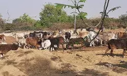 अधिकारियों की लापरवाही के चलते, सरोजनी नगर की गौशालाओं की व्यवस्था चौपट अधिकारियों की लापरवाही के चलते, सरोजनी नगर की गौशालाओं की व्यवस्था चौपट
